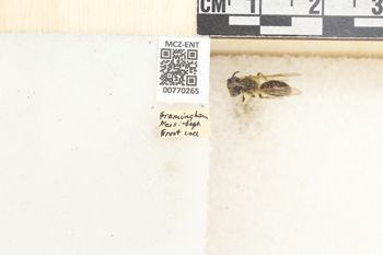 Media type: image;   Entomology 770265 Aspect: Labels